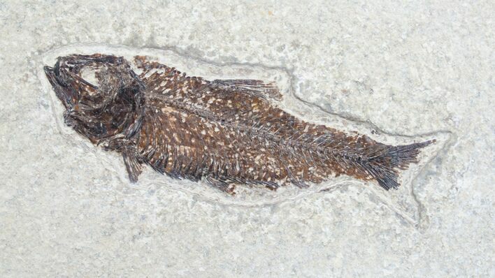 Bargain Knightia Fish Fossil - Wyoming #7523